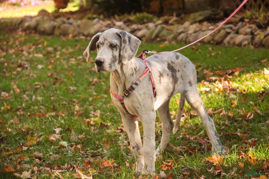 Great Dane dogs for sale: Beatrice Great Dane  - Ad 2