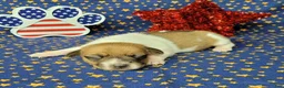 Jack Russell Terrier dogs for sale: CKC "Riggs" *Delivery Available* - Ad 5