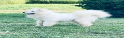 Samoyed dogs for sale: Alyosha  - Ad 3