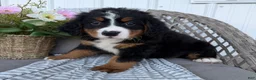 Bernese Mountain Dog dogs for sale: Stella - Ad 2