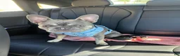 French Bulldog dogs for sale: French Bulldog 1 - Ad 6