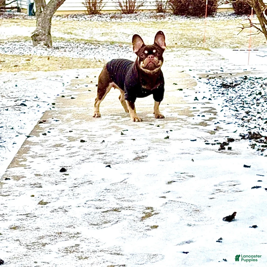 French Bulldog dogs for sale: Rojo female  - Ad 5