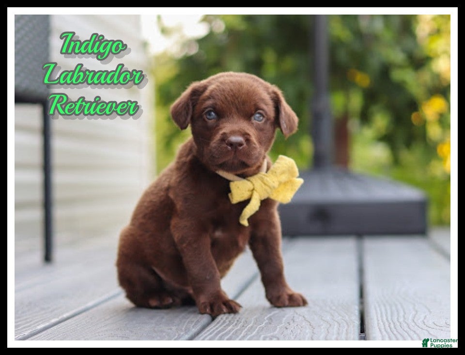 Labrador Retriever dogs Indigo - Ad 1
