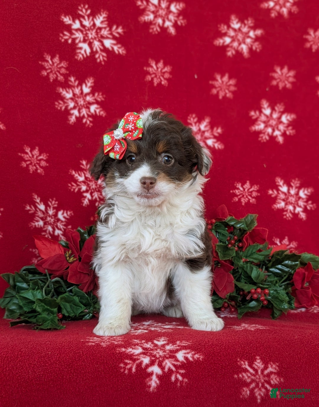 Mixed Breed dogs for sale: Brittney - Ad 1