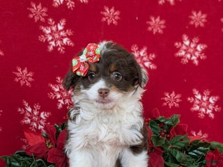 Mixed Breed dogs Brittney - Ad 6