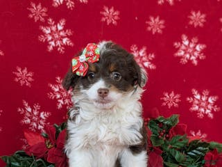 Mini Aussiedoodle dogs Brittney - Ad 34