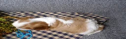 Cavalier King Charles Spaniel dogs for sale: Charlie - Ad 3