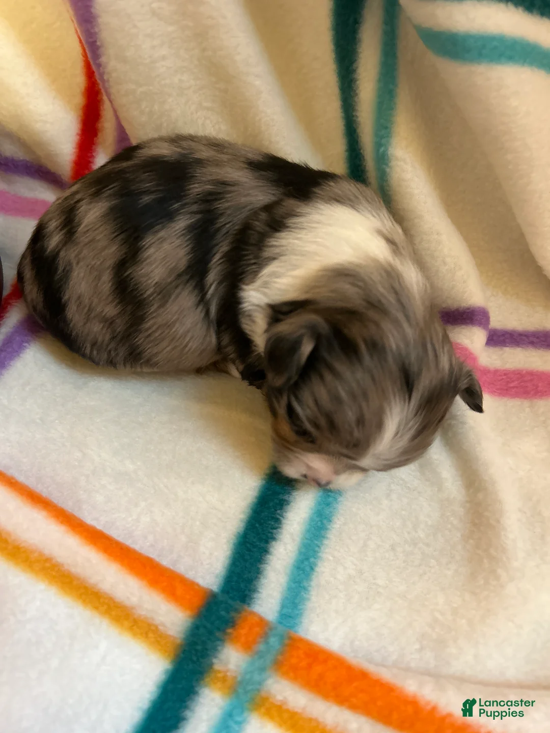 Chihuahua dogs for sale: Chihuahua Puppy 1 - Ad 6