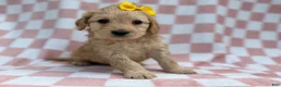 Goldendoodle dogs for sale: Betty - Ad 5