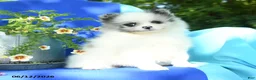 Pomeranian dogs for sale: Mable - Ad 1