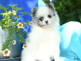 Pomeranian dogs for sale: Mable - Ad 1