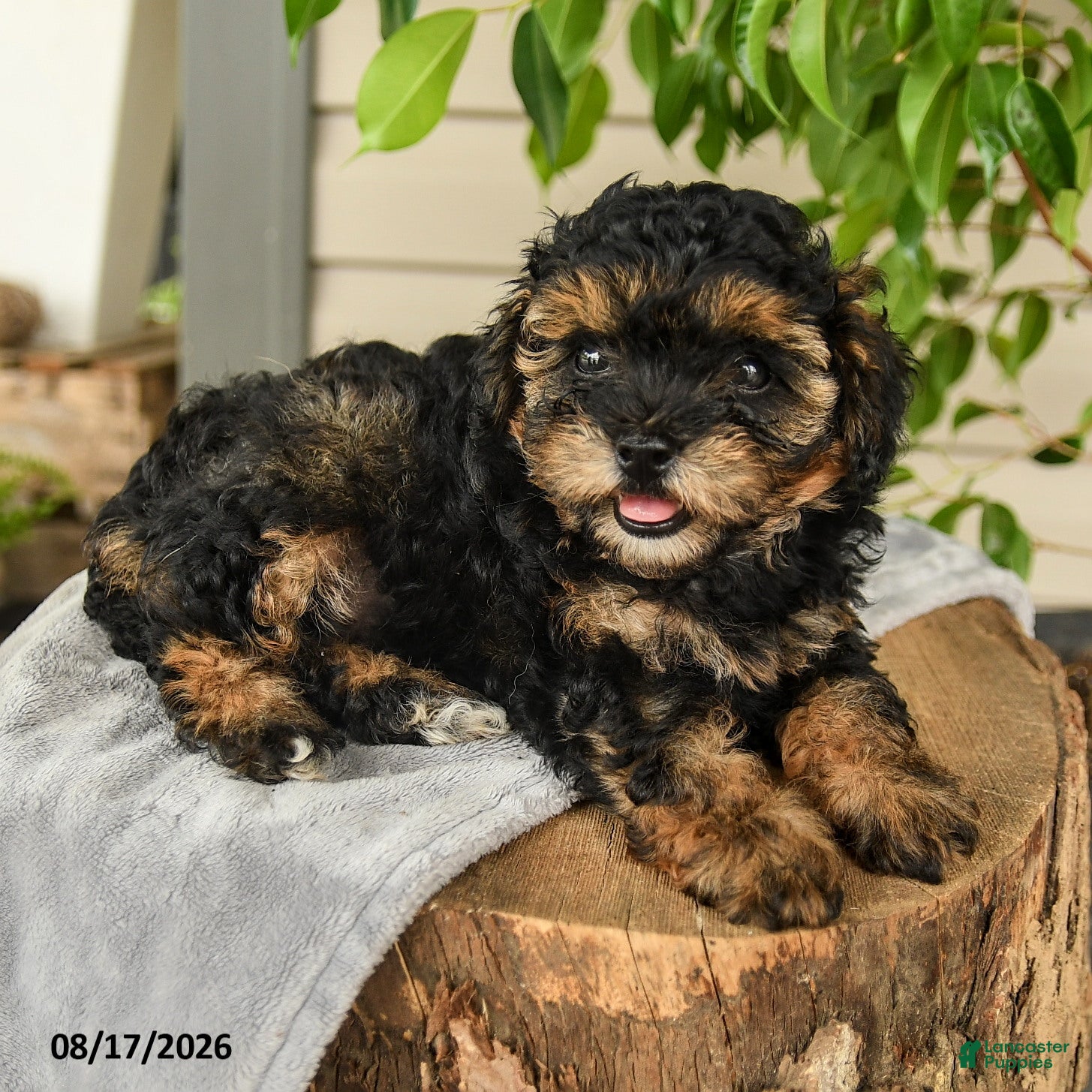 Shihpoo dogs Micah - Ad 2