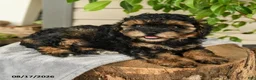 Shihpoo dogs for sale: Micah - Ad 2