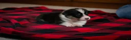 Welsh Corgi Pembroke dogs for sale: Poppy - Ad 4