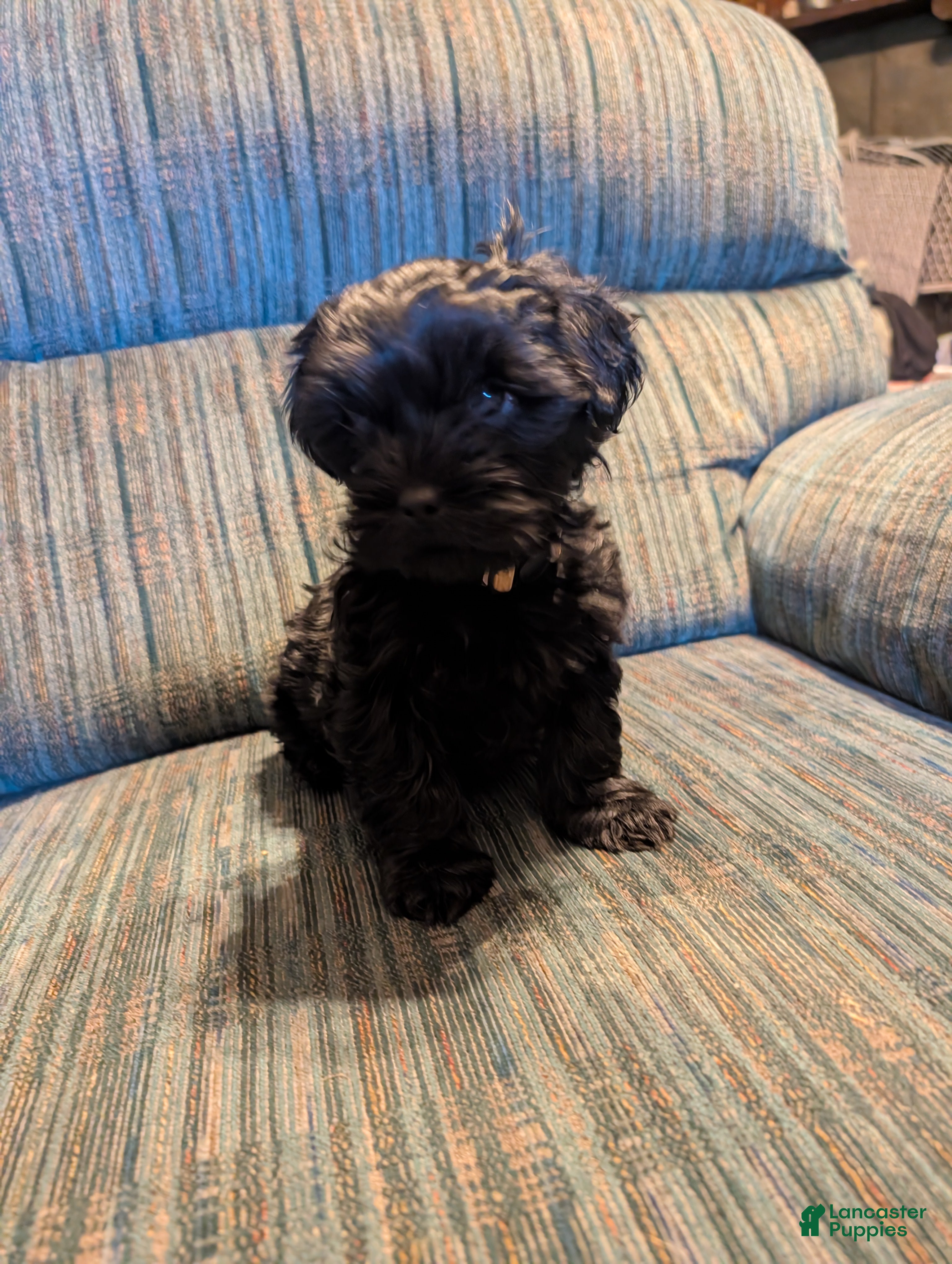 Shorkie dogs Shorkie Puppy 2 - Ad 2