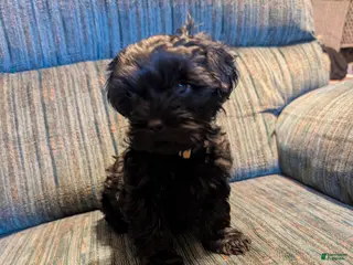 Shorkie dogs Shorkie Puppy 2 - Ad 3