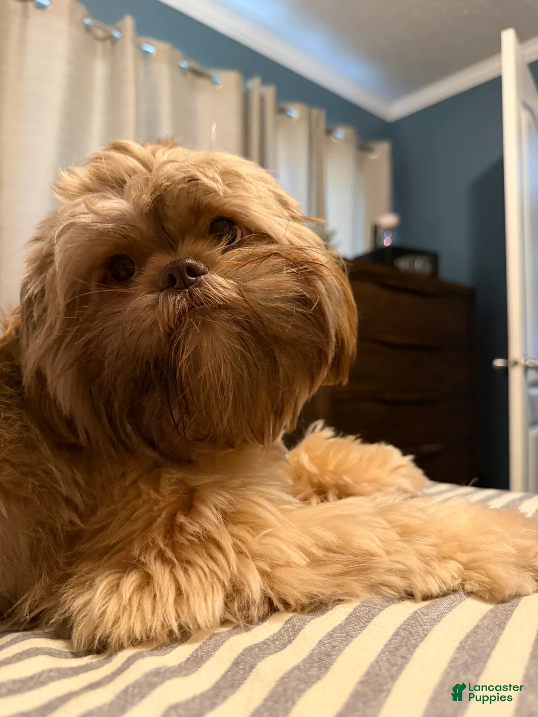 Shih Tzu dogs for sale: Yoshi - Ad 7
