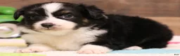 Toy Australian Shepherd dogs for sale: Cookie black-tri - Ad 2