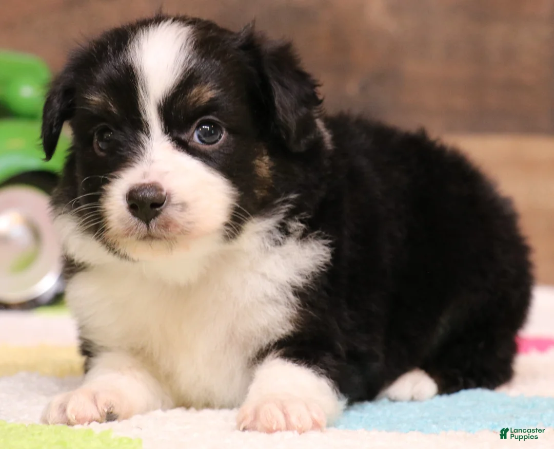 Toy Australian Shepherd dogs for sale: Cookie black-tri - Ad 2