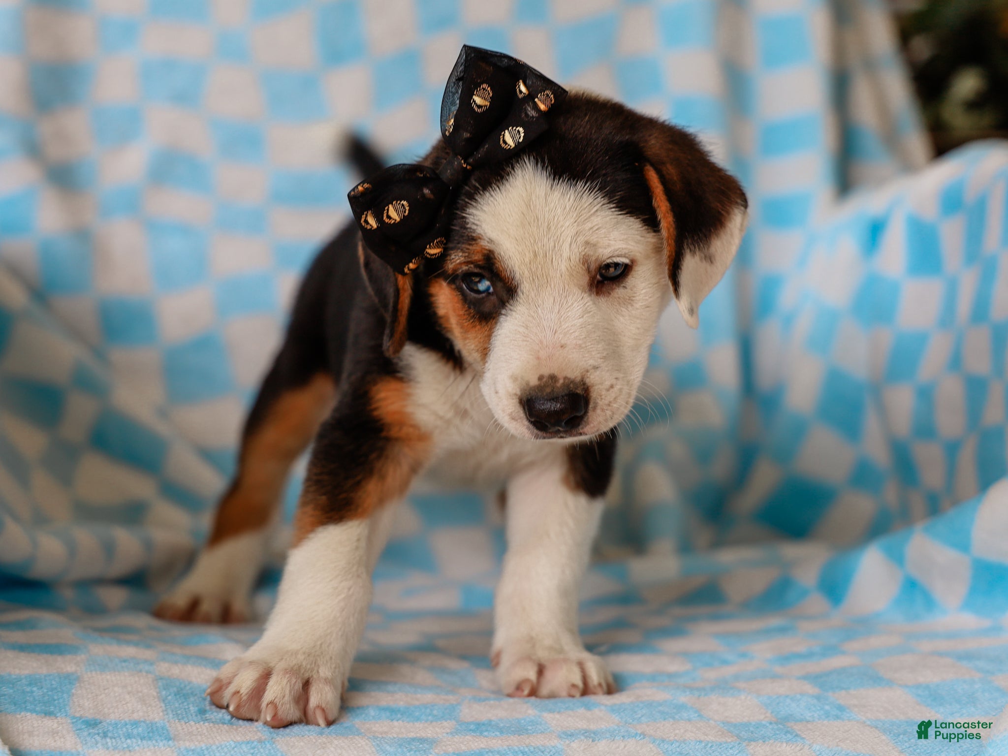 Mixed Breed dogs Anders Beagle Mix Puppy - Ad 2