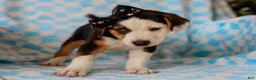 Mixed Breed dogs for sale: Anders Beagle Mix Puppy - Ad 2