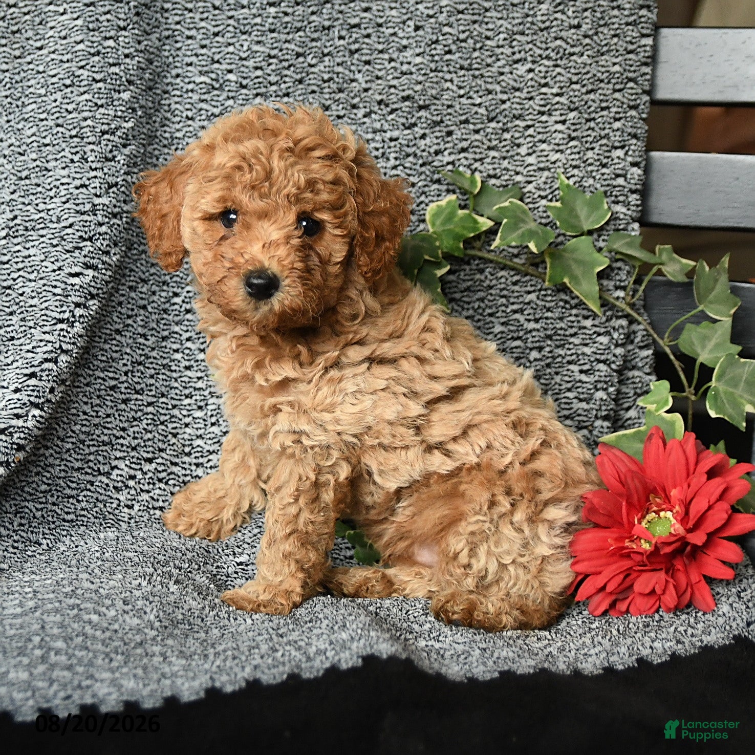 Toy Poodle dogs Crystal - Ad 1