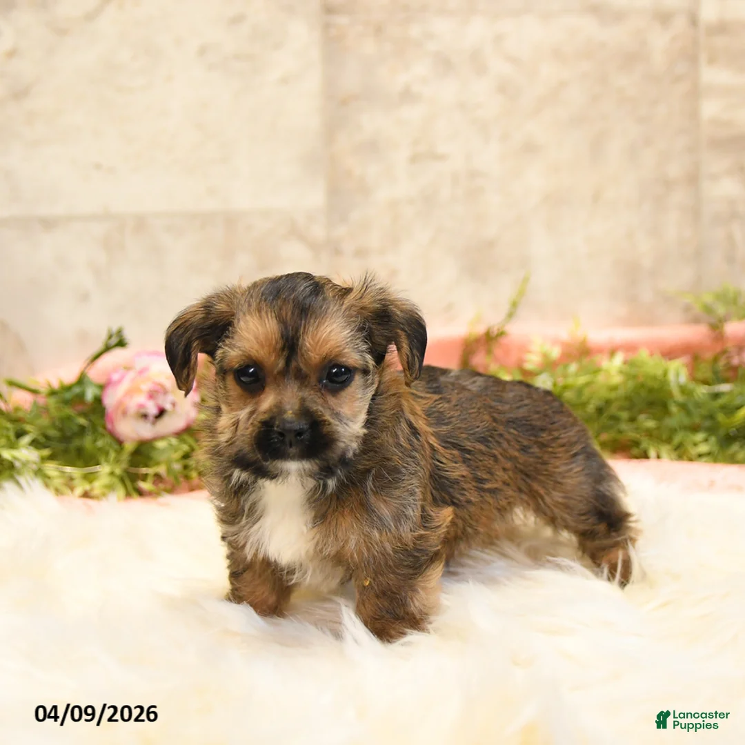 Shorkie dogs for sale: Shane - Ad 1