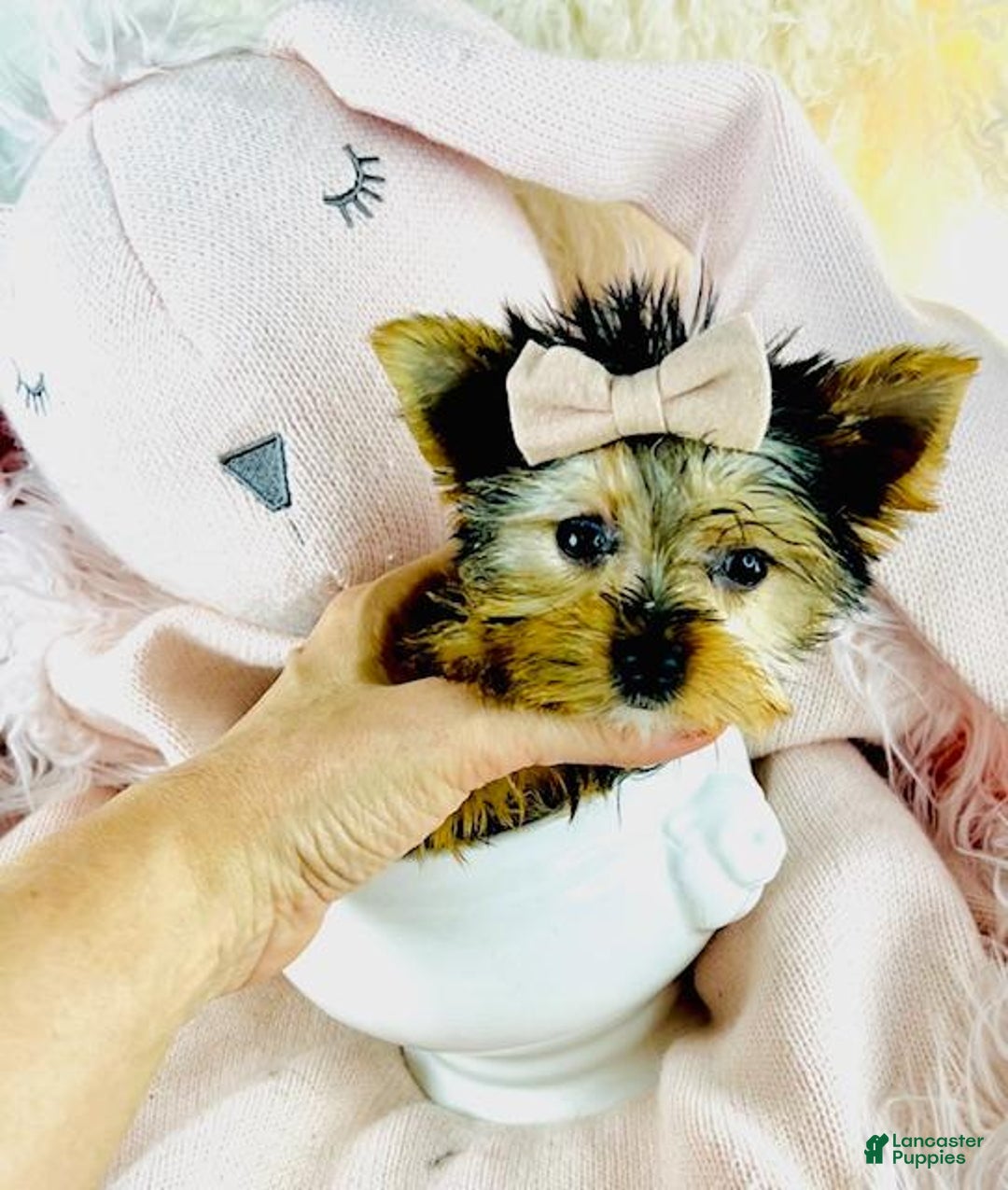 Yorkshire Terrier dogs for sale: Yorkshire Terrier Puppy 1 - Ad 1
