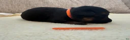 German Shepherd dogs for sale: Orange Boy  - Ad 1