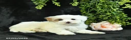 Maltipoo dogs for sale: Houston  - Ad 5