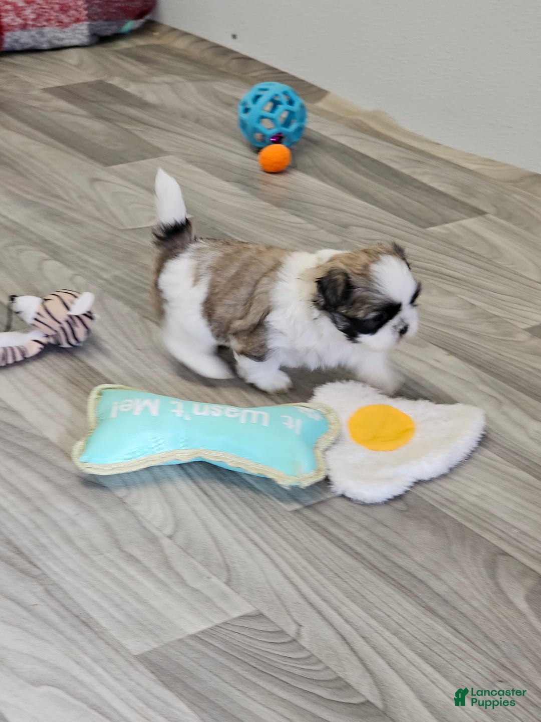 Shih Tzu dogs for sale: Chester Ckc - Ad 16