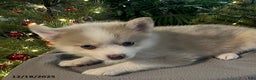 Pomsky dogs for sale: Herald - Ad 6