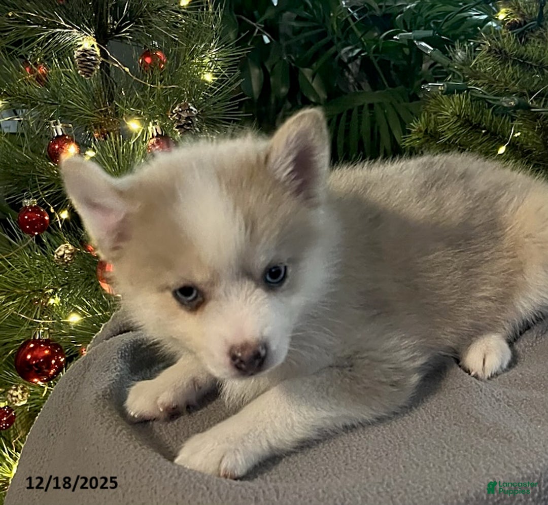 Pomsky dogs for sale: Herald - Ad 6