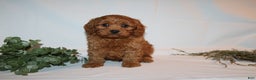 Cavapoo dogs for sale: Sam - Ad 2