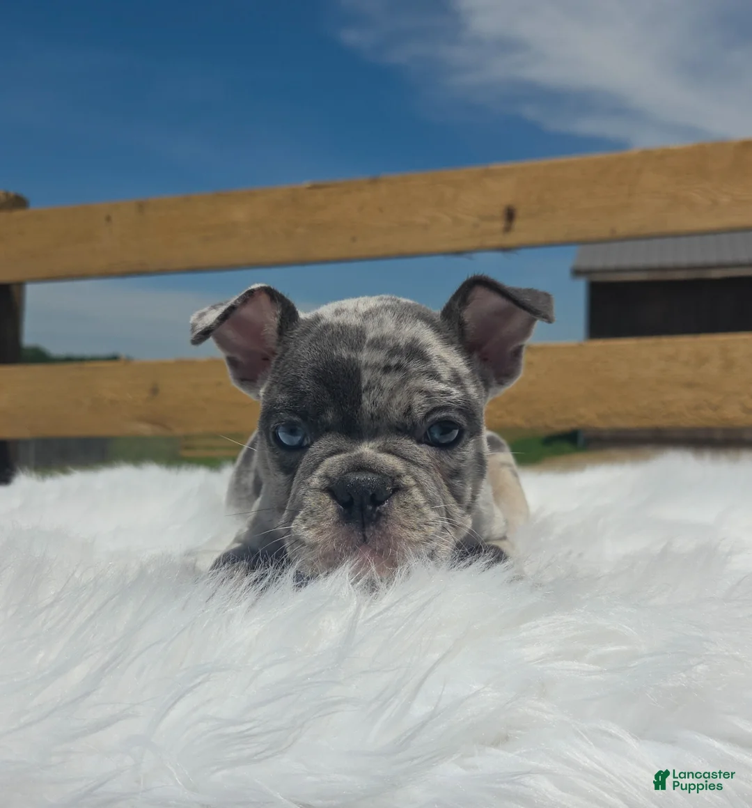 Mixed Breed dogs for sale: Percy - Ad 6