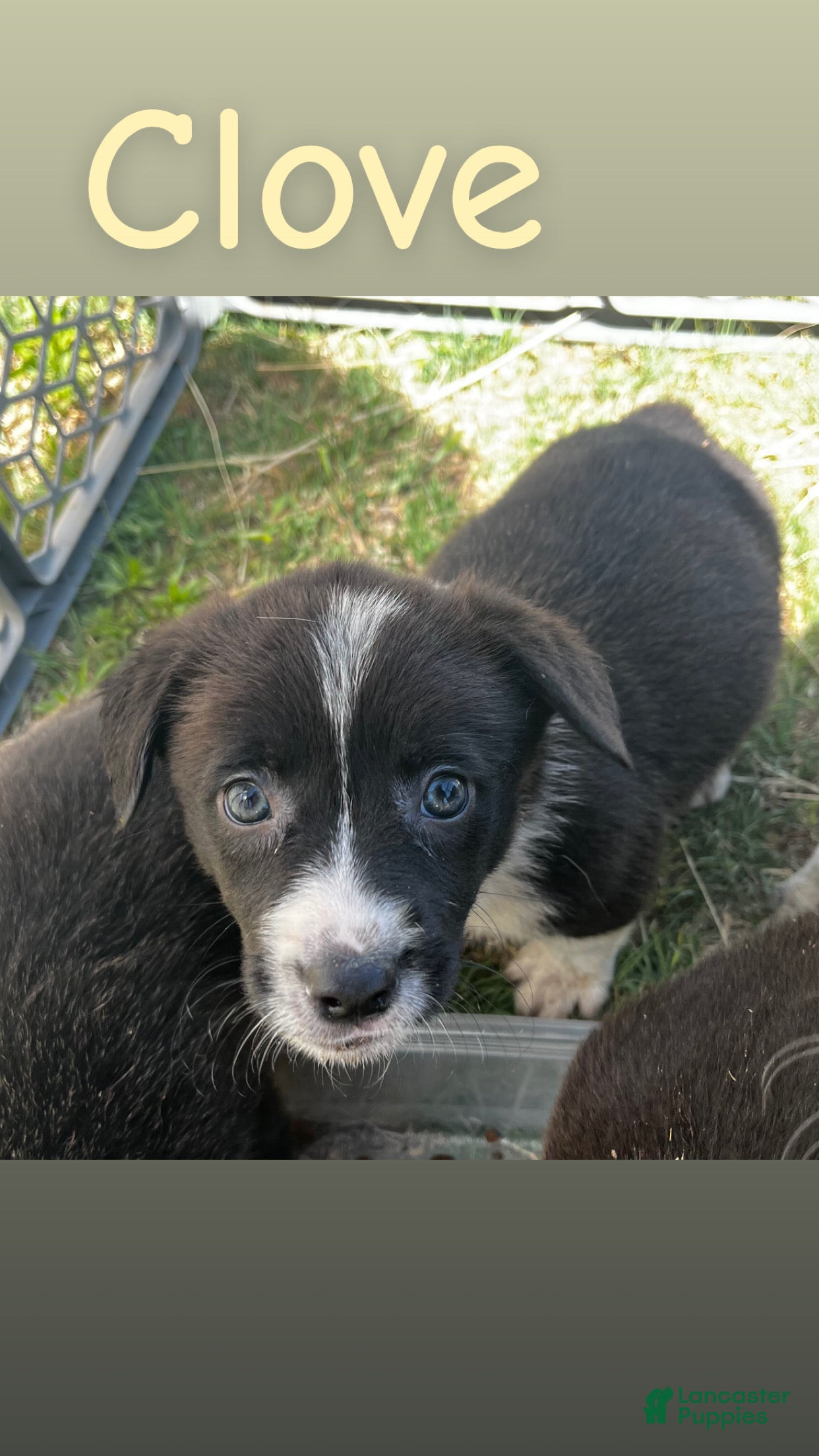 Welsh Corgi Pembroke dogs Welsh Corgi Pembroke Puppy 4 - Ad 7