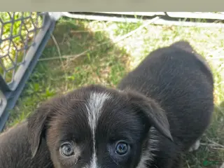 Welsh Corgi Pembroke dogs Welsh Corgi Pembroke Puppy 4 - Ad 7