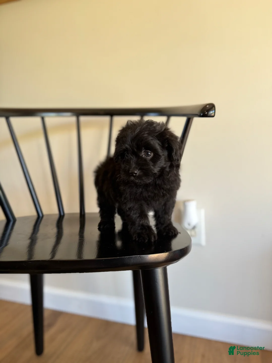 Pomapoo dogs for sale: Jane  - Ad 3