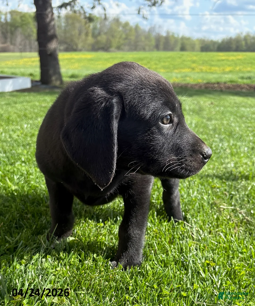 Labrador Retriever dogs for sale: Molly - Ad 1
