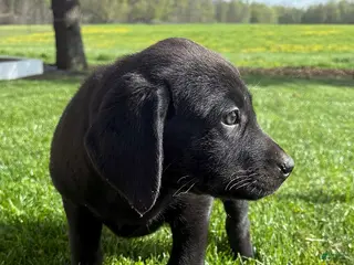 Labrador Retriever dogs for sale: Molly - Ad 1