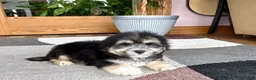 Mixed Breed dogs for sale: Lhasa/Maltese boy 2  - Ad 6