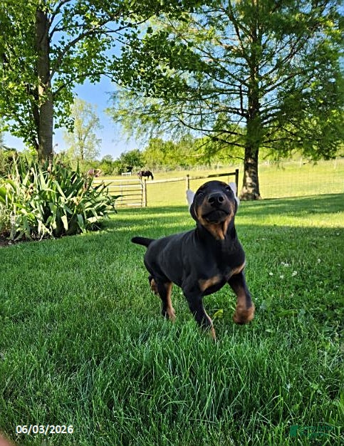 Doberman Pinscher dogs for sale: Rover - Ad 3