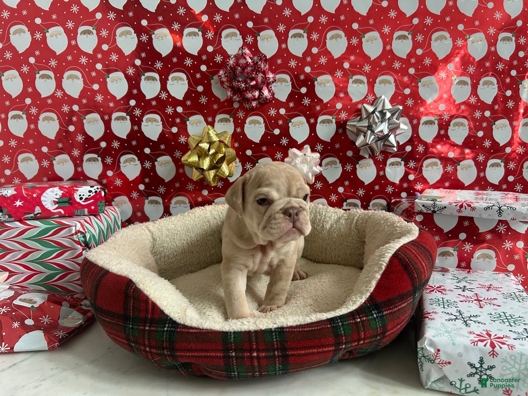 English Bulldog dogs for sale: River - Ad 6