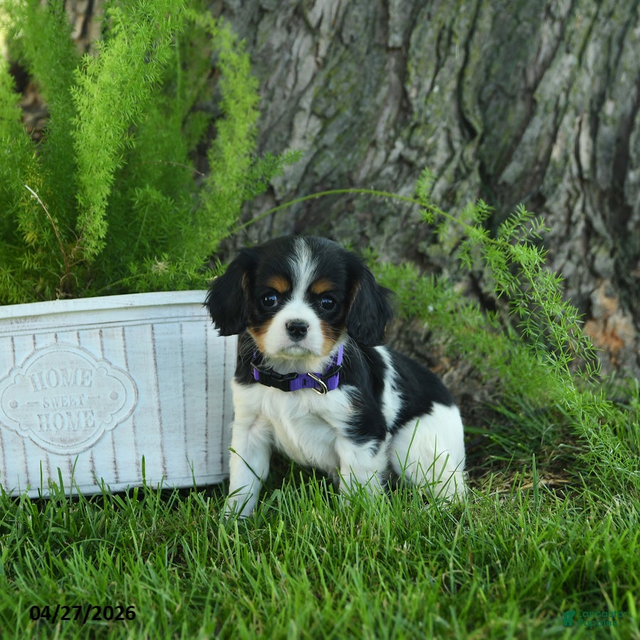 Cavalier King Charles Spaniel dogs Dolly - Ad 1