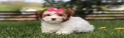 Havanese dogs for sale: Elle - Ad 3