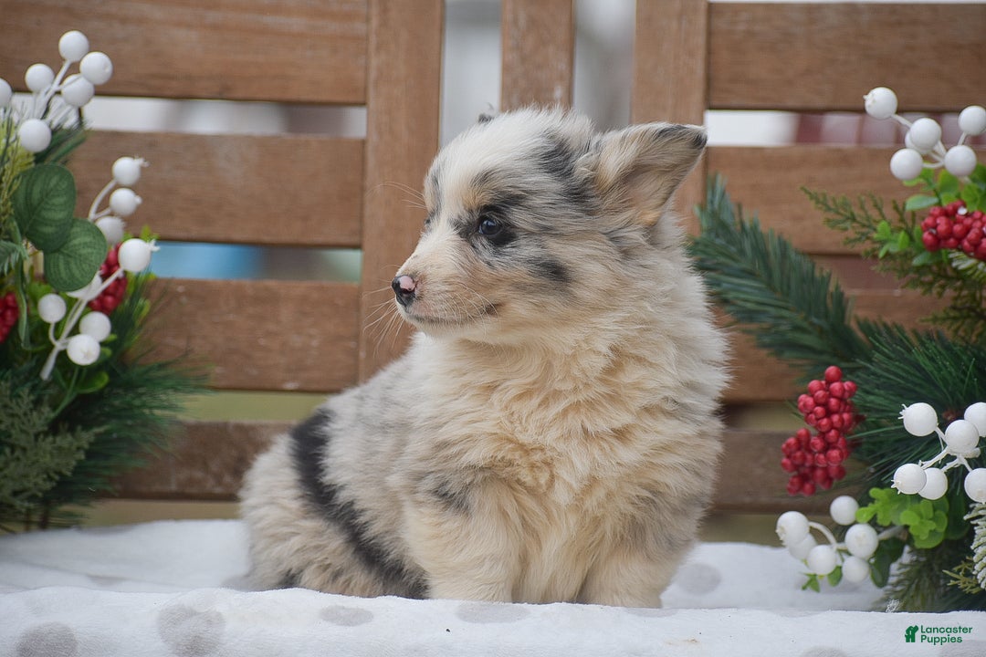 Welsh Corgi Pembroke dogs for sale: Major - Ad 4