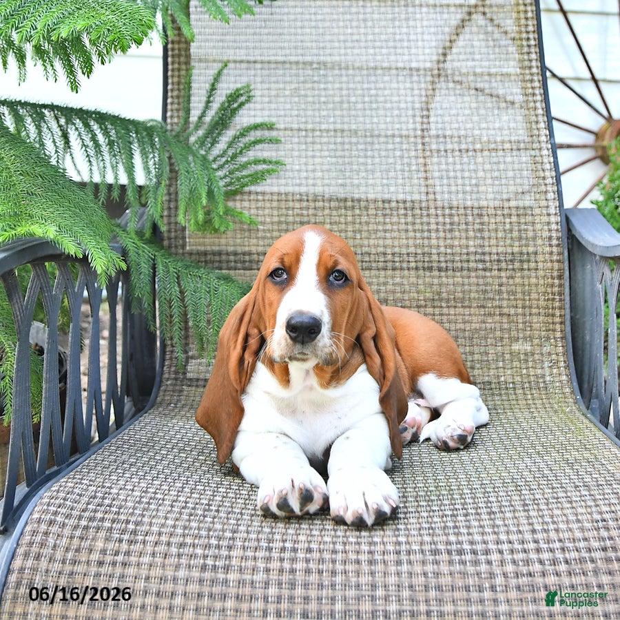 Basset Hound dogs Sophia - Ad 2