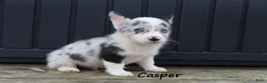 Casper