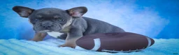 Frenchton dogs for sale: Quest - Ad 11