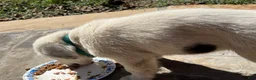 Mixed Breed dogs for sale: Mixed Breed Puppy #5 - Ad 12